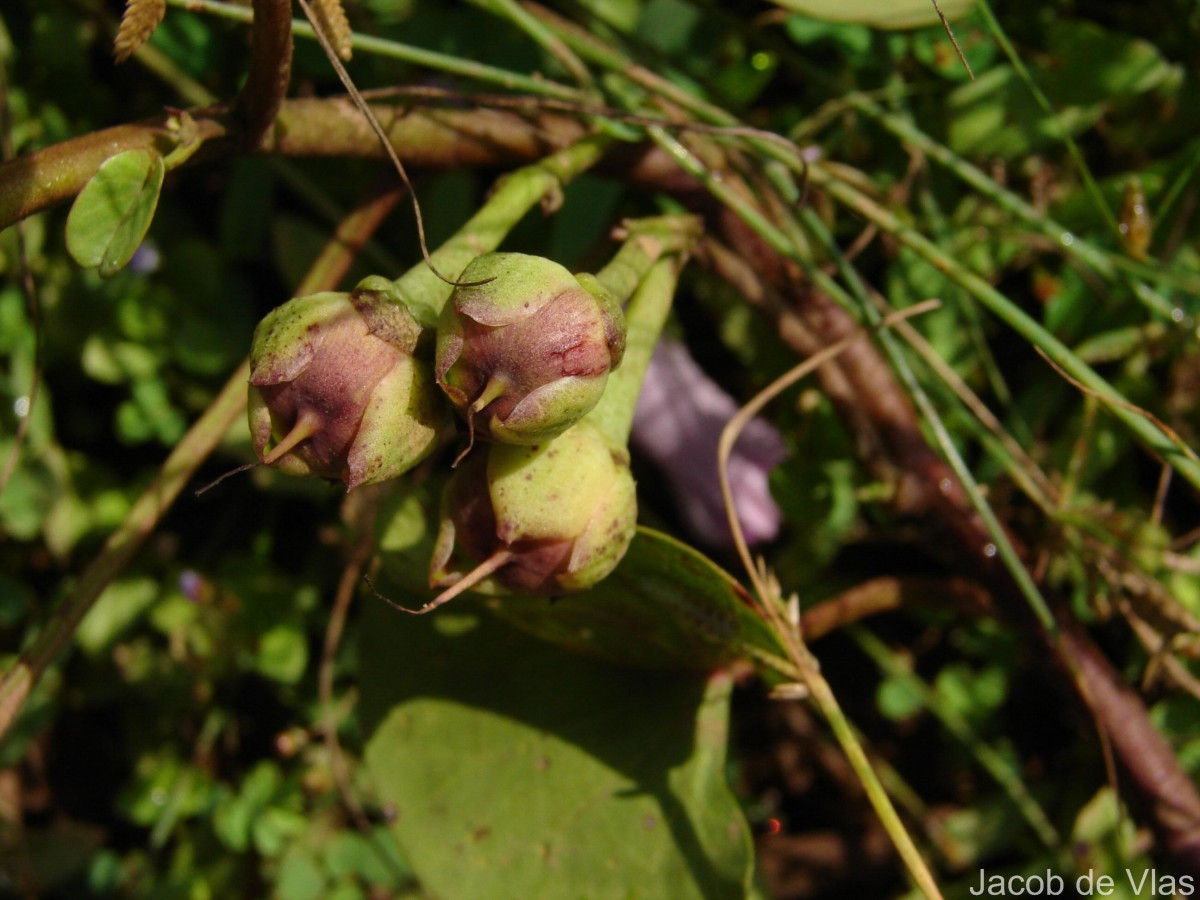 Ipomoea asarifolia (Desr.) Roem. & Schult.